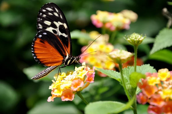 Golden Helicon butterfly feeding