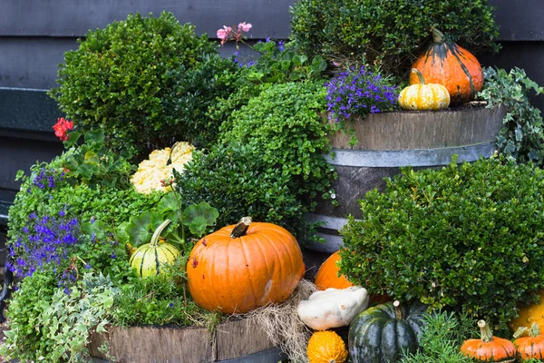 Fall yard decoration with pumpkins and flowers
