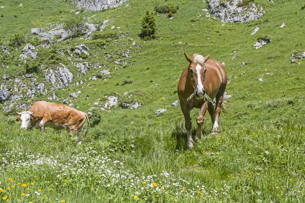 Horse and cow in an alpine meadow