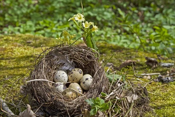 Bird nest