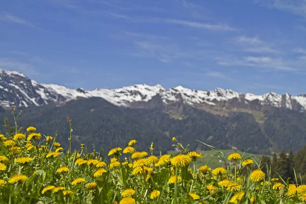 Dandelion meadows and  Sarntal Alps