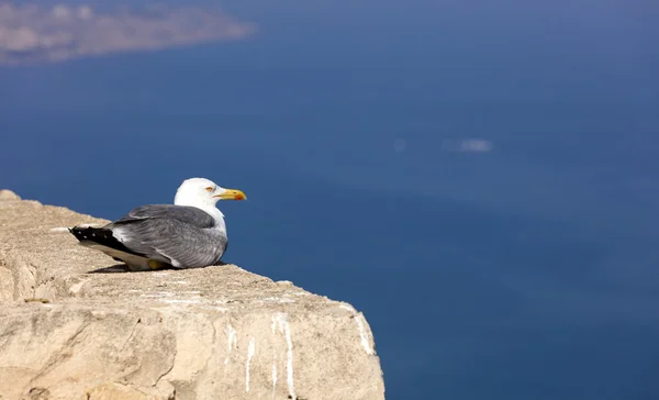Relaxed seagull looking mediterranean sea