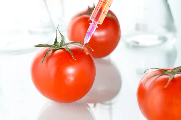 Genetic modification red tomato laboratory glassware on white