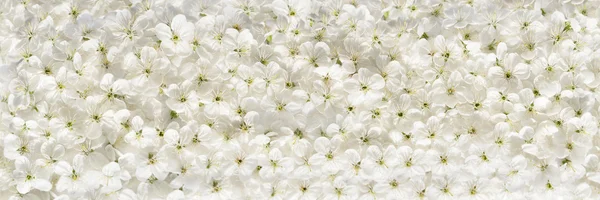 White cherry flowers panoramic background