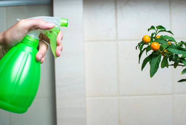 Woman hand spraying christmas cherry in the kitchen