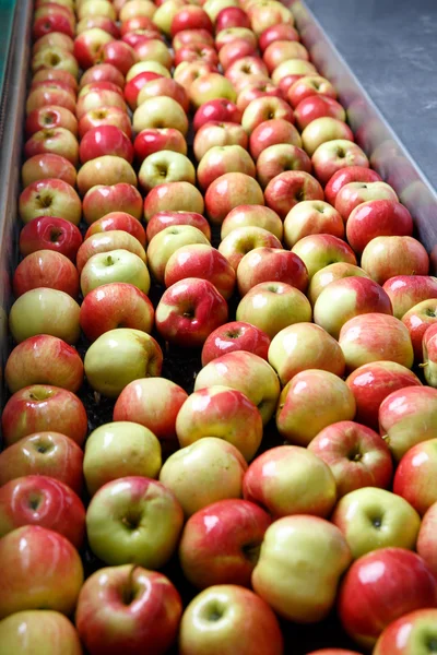 Ripe apples being processed and transported for packing