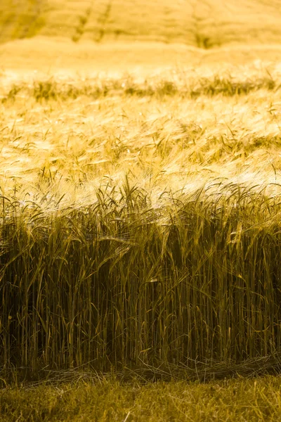 Barley field in golden glow
