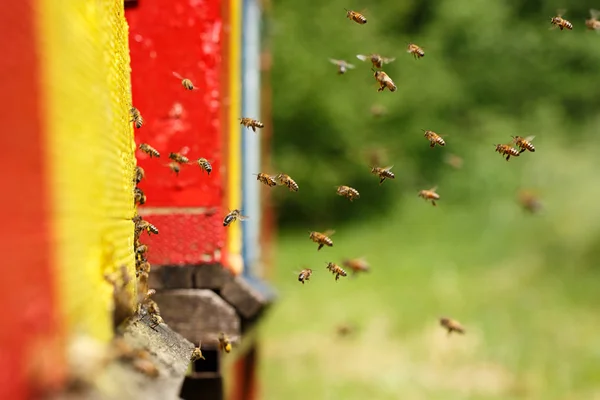 Domesticated honeybees returning to their apiary