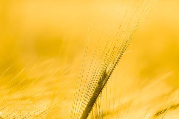 Close up of barley stem