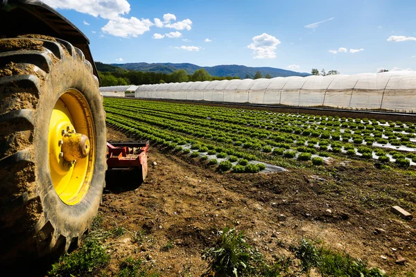 Tractor wheel and lettuce farm