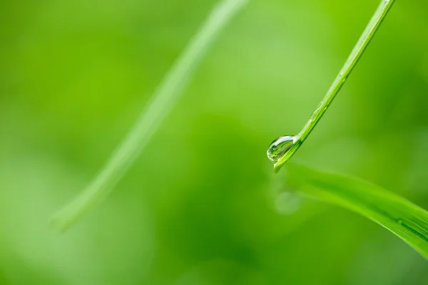 Water droplet on green grass