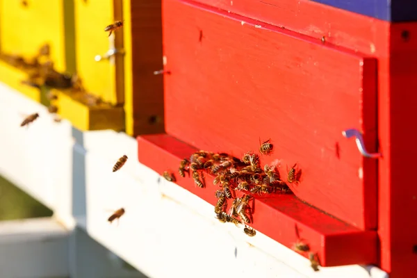 Domesticated honeybees in flight, returning to their beehive