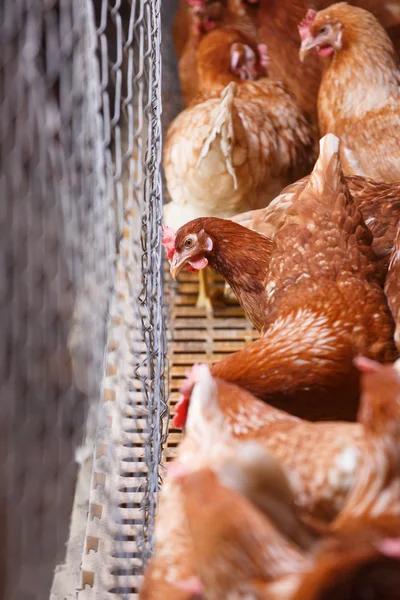 Farm egg-laying hens, living in confined spaces