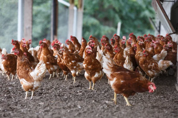 Free-range chicken freely grazing outside