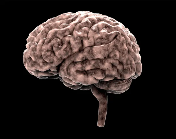 Human brain on black with clipping path