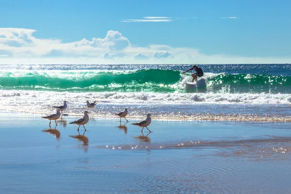 Surfer