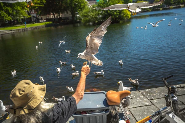 Homeless feeding seagulls