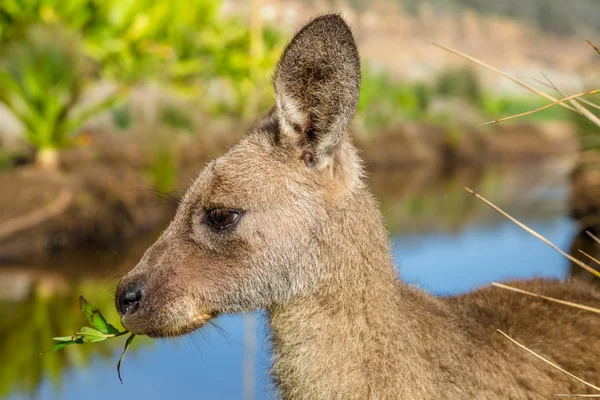 Australian Kangaroo New South Wales