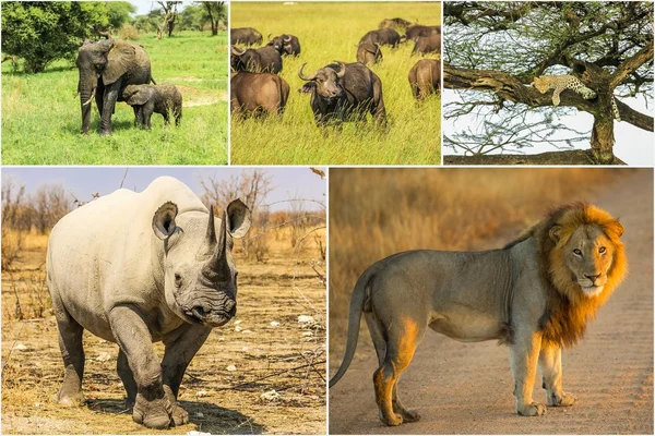 Big Five collage