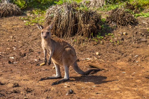 Australian Kangaroo New South Wales