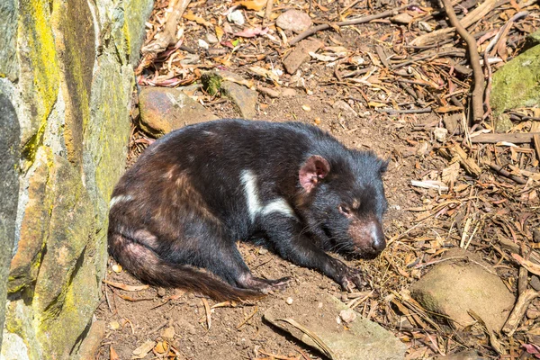 Tasmanian Devil lying