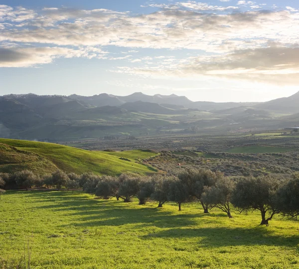 Farmland With Olive Trees At Sunset