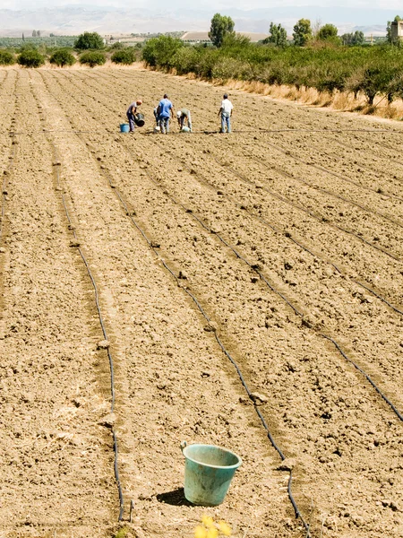 Workers working in the fields (bucket)