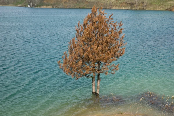 Drowned  pine wood  in the lake rotting 03