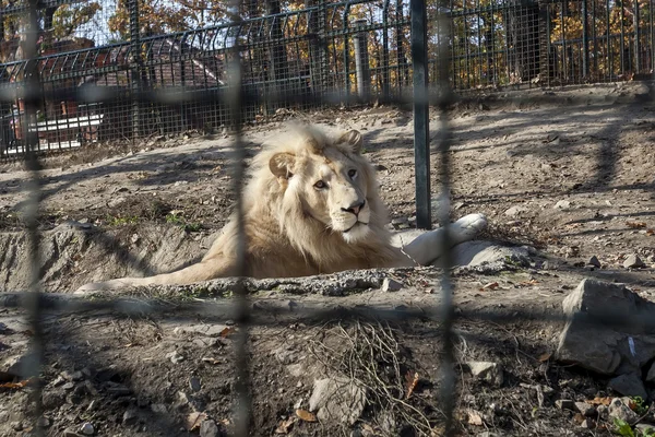 White lion in cage