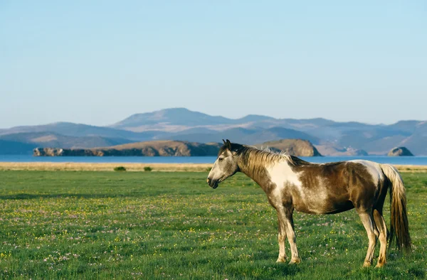 Horse in the nature reserve of Lake Baikal