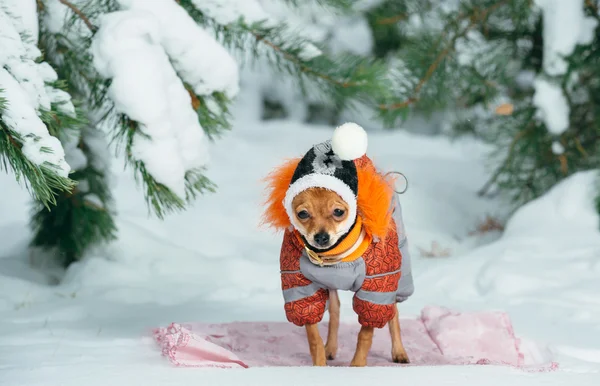 Russian Toy Terrier