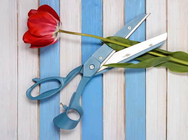 Big blue scissors, a red tulip and colored wooden strips