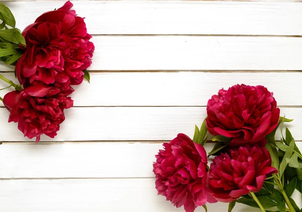 Burgundy peonies on the white wooden background