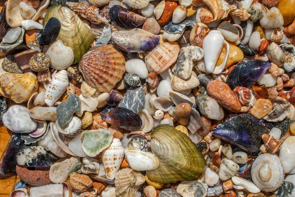 Assorted seashells and pebbles texture background