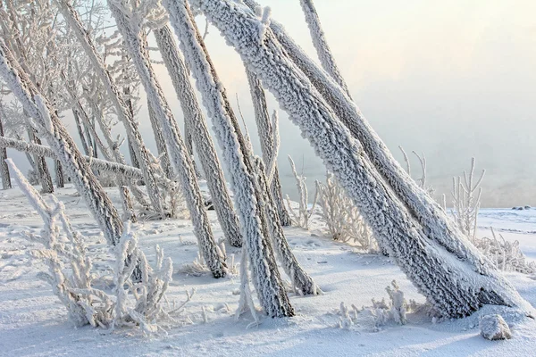 Frosty morning at the river Yenisei