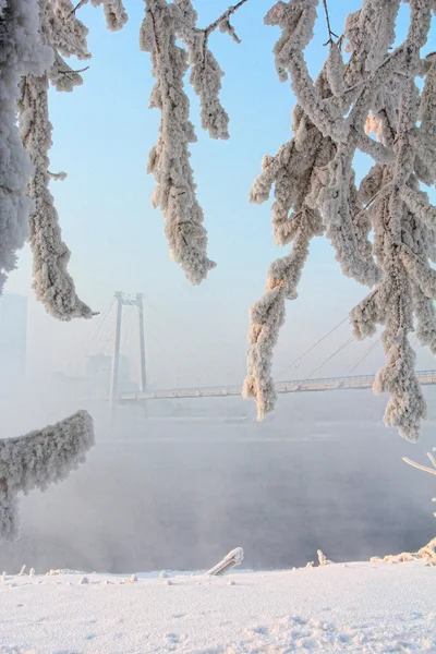 In winter, under a tree by the river