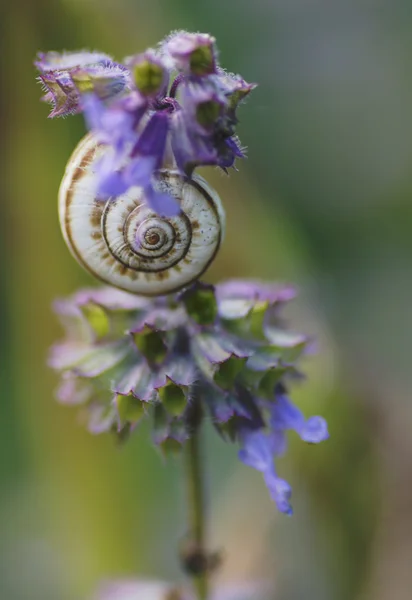 Snail on sage green and blue tones,macro