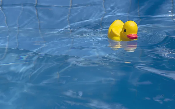 Toy yellow duck in the pool