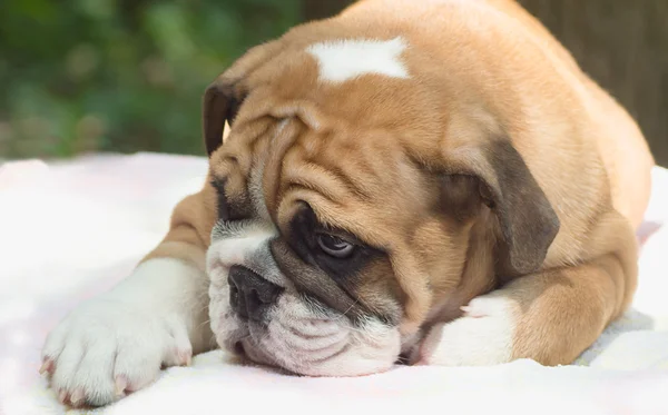 Sad puppy English bulldog