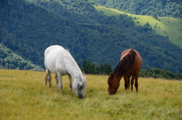 Two feeding horses in mountains