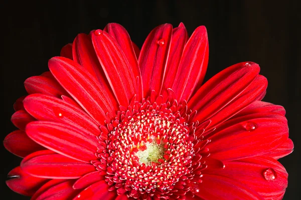 Red gerbera flower on the wooden desk