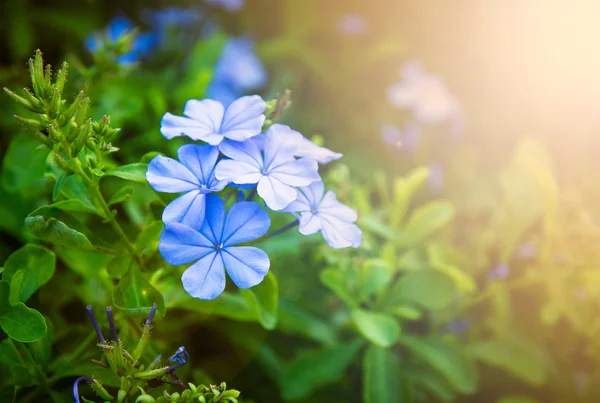 Blue small flowers on a green background