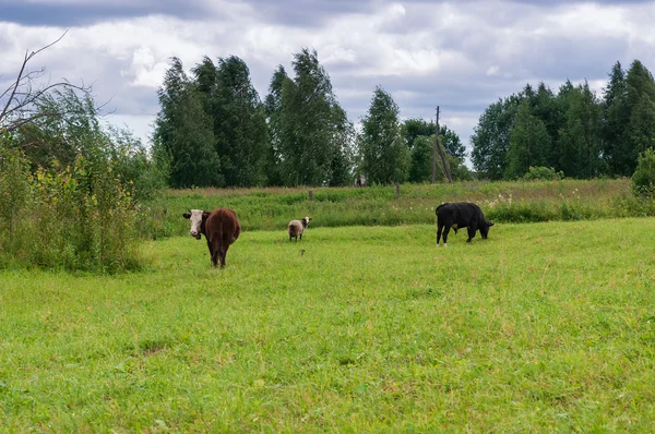 Domestic animals grazing in the meadow