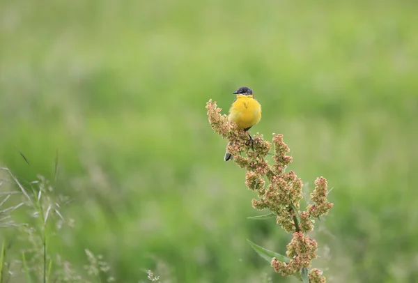 Yellow bird with black head. Western yellow wagtail (Motacilla flava) in its natural habitat