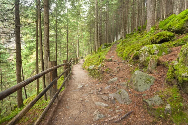 A small path leaves the main path long the woods