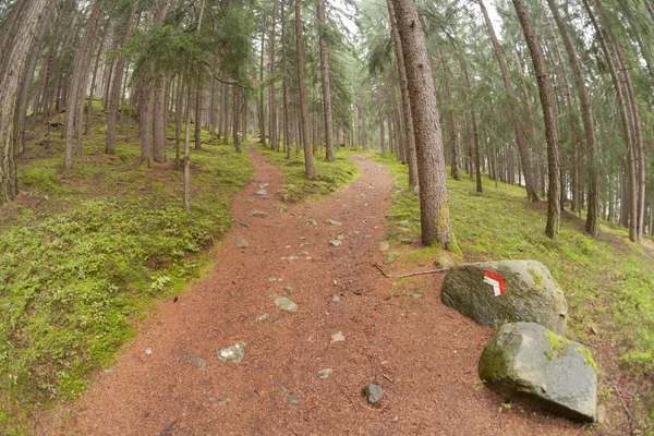 A single alpine path splits in two different directions. It\'s an autumnal cloudy day.