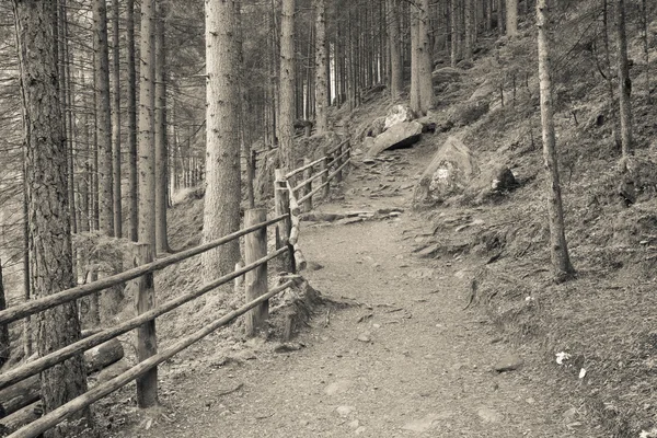 Inside a typical forest of the Italian Alps a path brings you long the woods