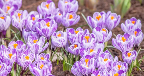 Crocus blooming beet  Keukenhof Gardens springtime