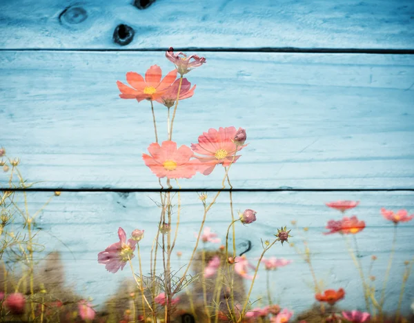 Pink color of cosmos flower field on wooden texture background. vintage color tone with filter color effect