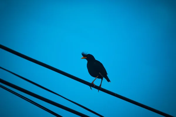 The one black bird to hold at power line on blue sky background.